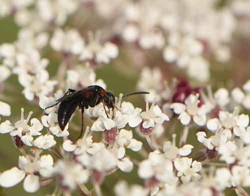 Homonotus sanguinolentus